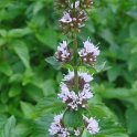 Mentha sp. 'Eau de Cologne ' fleur